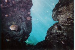 Underwater Cavern - Taken at Ginnie Springs Fl. Taken fro... by Robert C Frank 